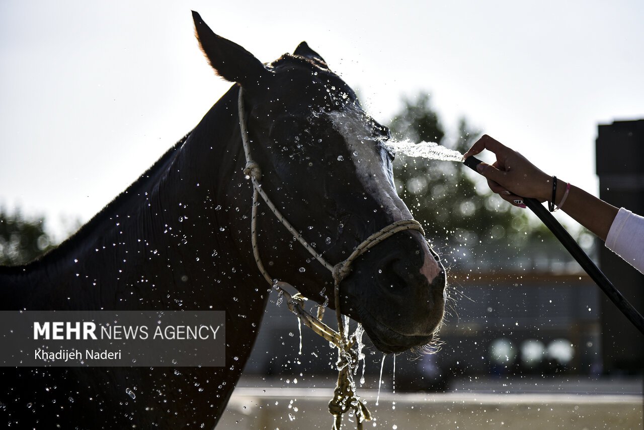 تیم‌های فراجا قهرمان شدند+تصاویر