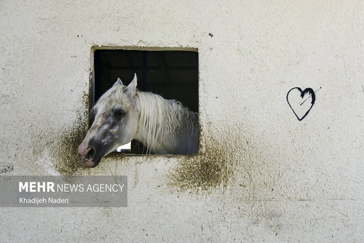 تیم‌های فراجا قهرمان شدند+تصاویر