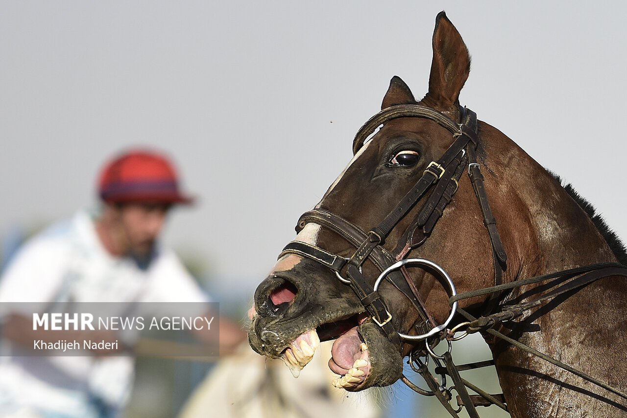 تیم‌های فراجا قهرمان شدند+تصاویر