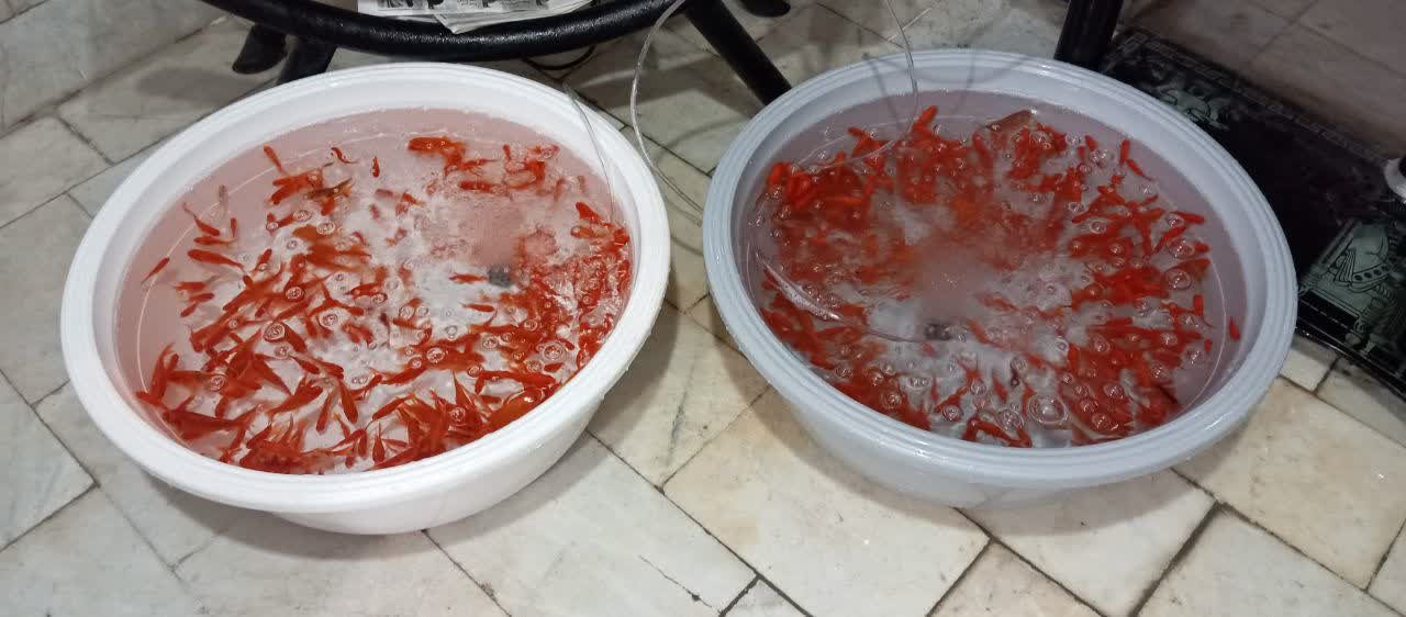 فروش ماهی قرمز به صورت جزئی و عمده